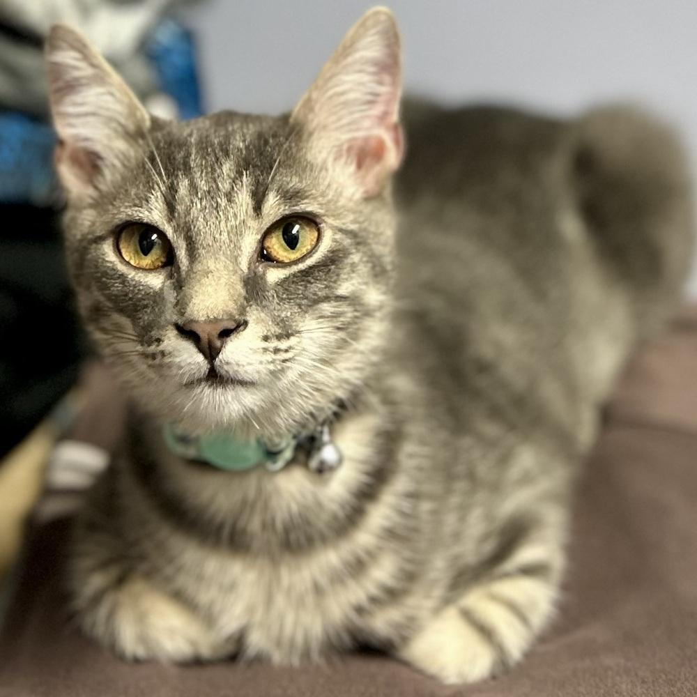 Fruitcake, a Adoptable Domestic Short Hair in Stafford, VA image 2/5