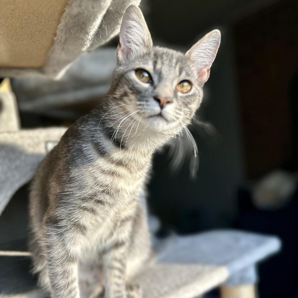 Fruitcake, a Adoptable Domestic Short Hair in Stafford, VA image 3/5
