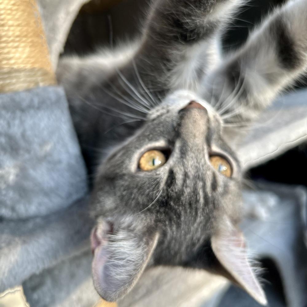 Fruitcake, a Adoptable Domestic Short Hair in Stafford, VA image 4/5
