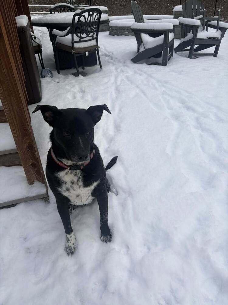 Enlarge Titan NY, a Adoptable mixed breed in Ontario, CA image 1/5