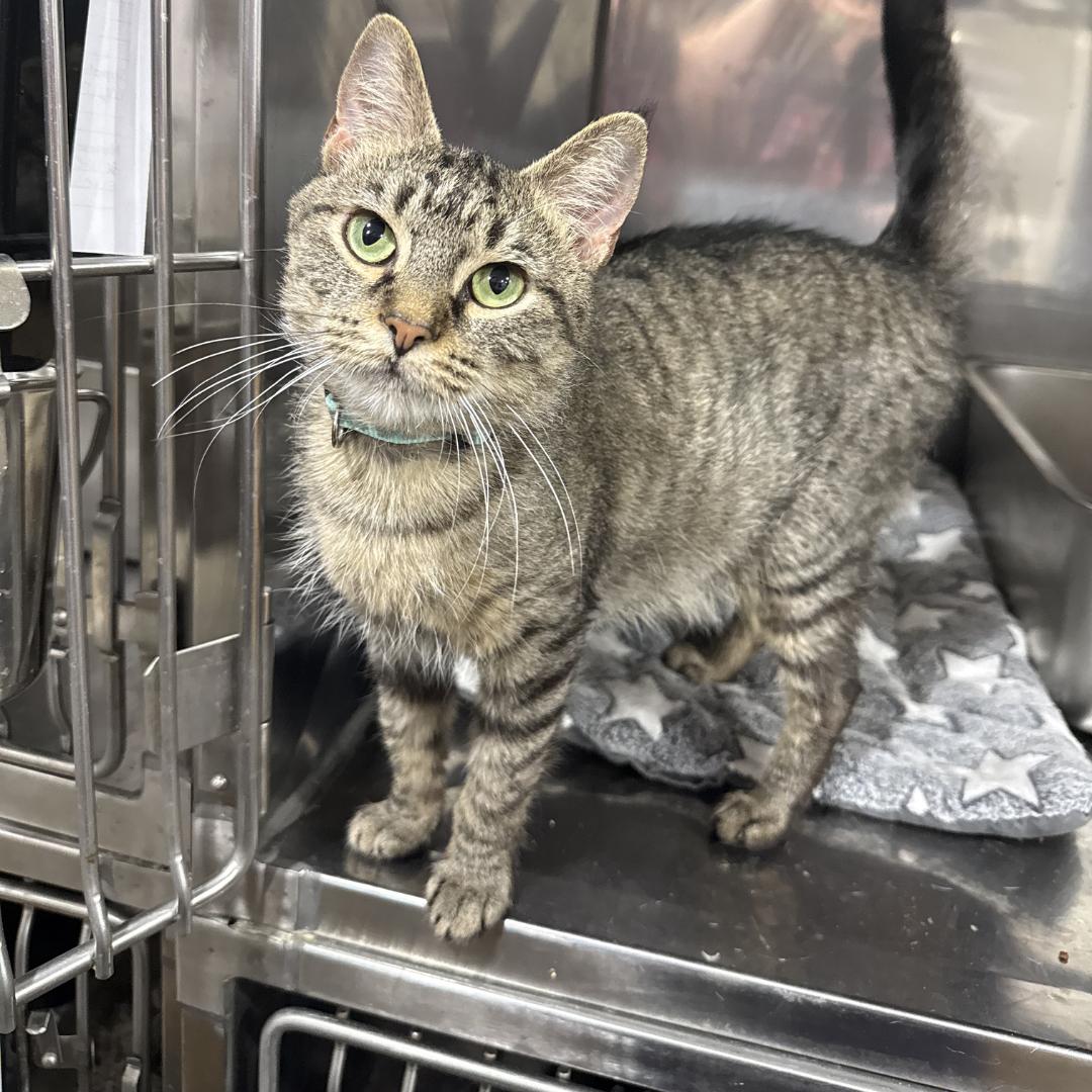 Tang, ADOPTABLE, Young Female Domestic Short Hair.