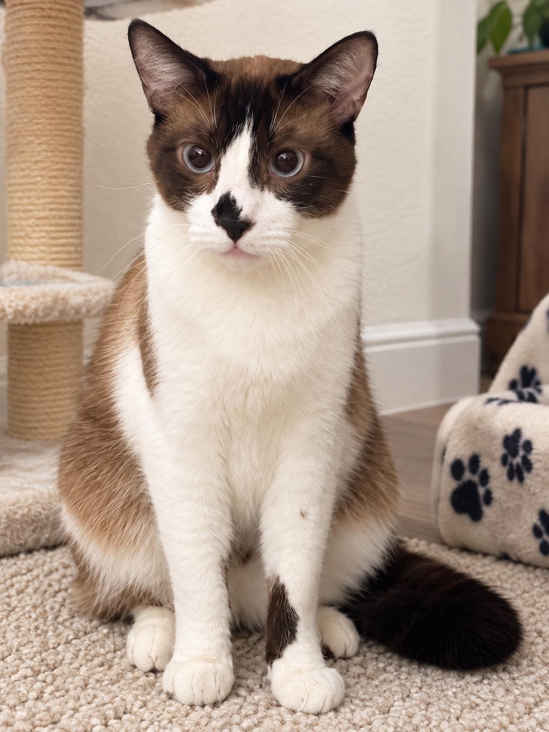 Enlarge Stromboli Napa Petco, a Adopted mixed breed in Napa, CA image 1/2
