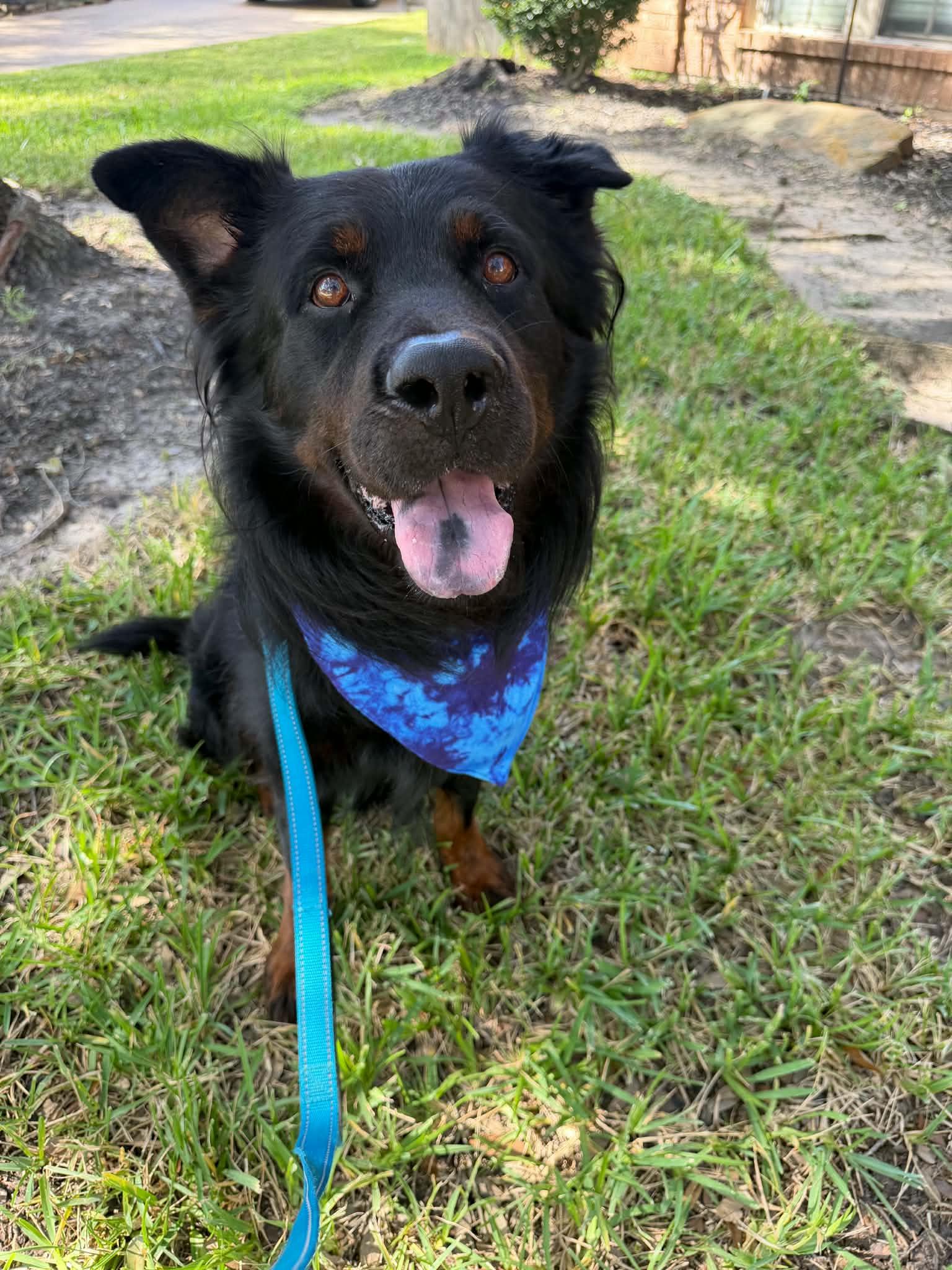 Enlarge Benny, a Adoptable mixed breed in Brattleboro, VT image 1/6