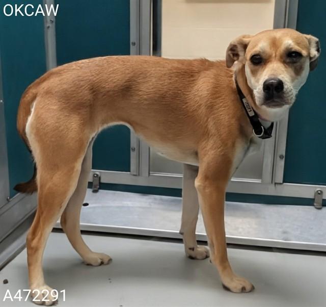 ANNIE, Adoptable, Young Female Terrier & Mixed Breed.
