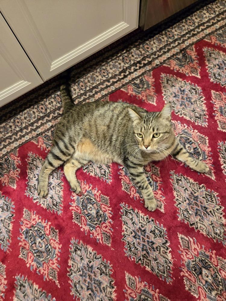 Andi 5299, Adoptable, Adult Male Domestic Short Hair.