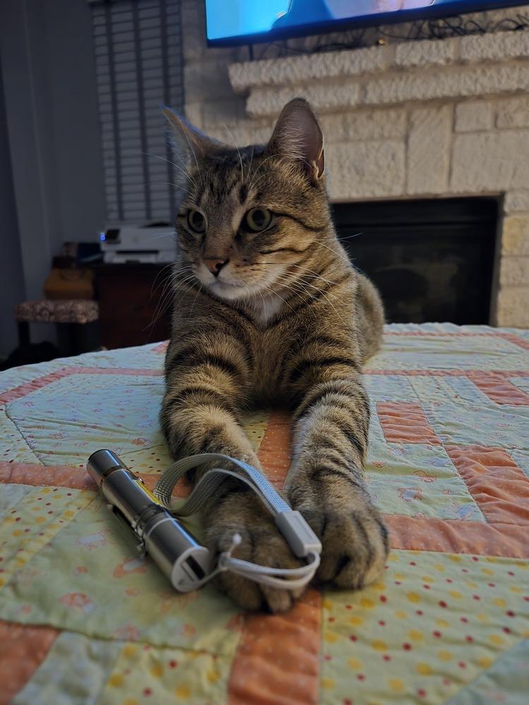 Enlarge Andi 5299, a Adoptable Domestic Short Hair in Dallas, TX image 2/6