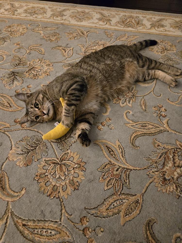Andi 5299, a Adoptable Domestic Short Hair in Dallas, TX image 2/6