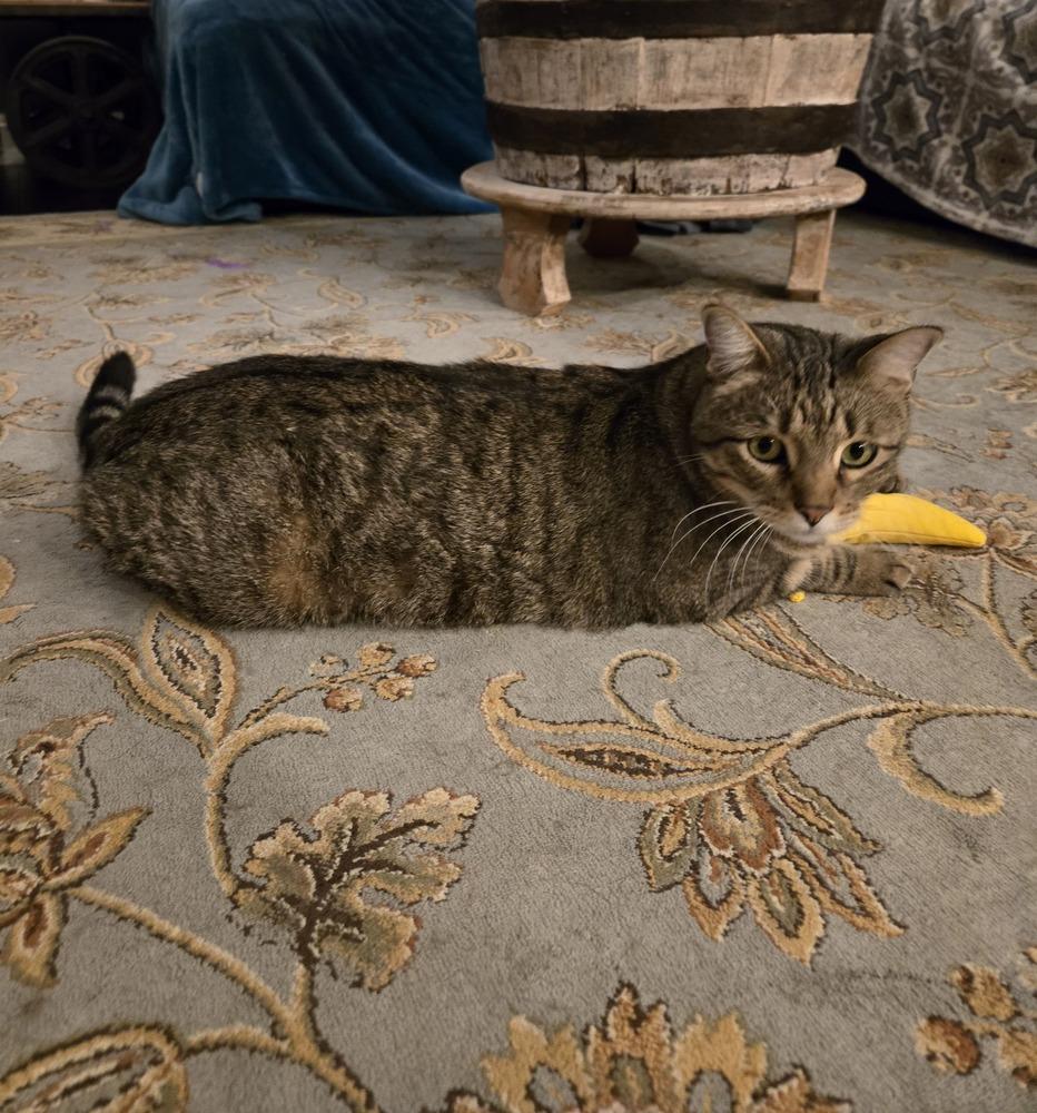 Andi 5299, Adoptable, Adult Male Domestic Short Hair.