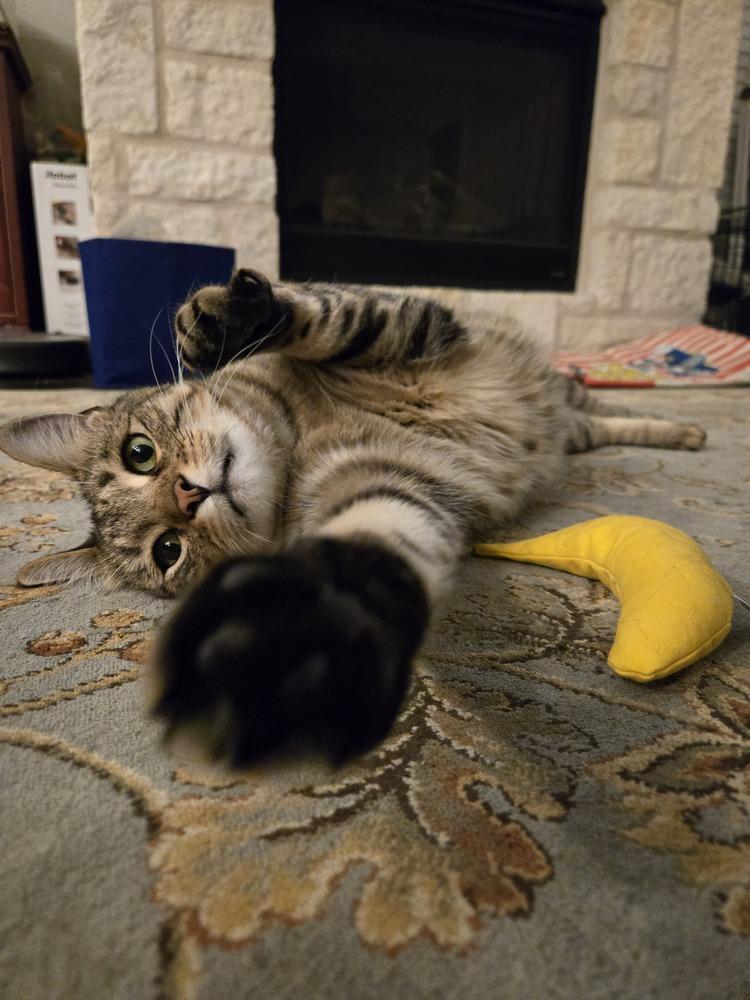 Enlarge Andi 5299, a Adoptable Domestic Short Hair in Dallas, TX image 4/6