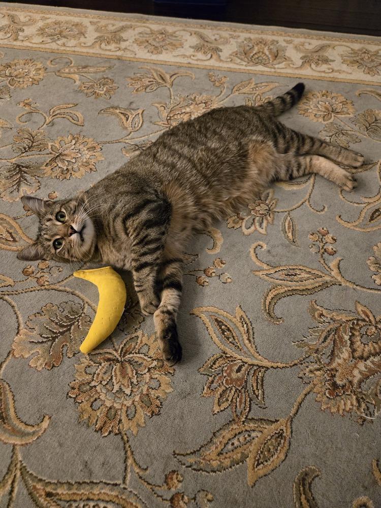 Enlarge Andi 5299, a Adoptable Domestic Short Hair in Dallas, TX image 5/6