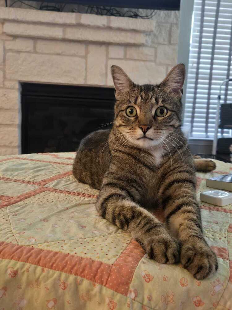 Enlarge Andi 5299, a Adoptable Domestic Short Hair in Dallas, TX image 6/6