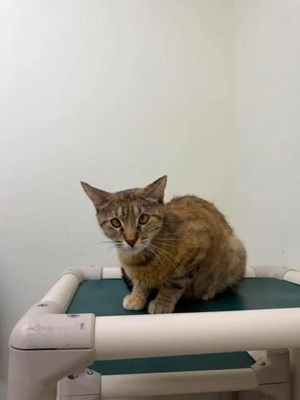 Dr. Lawson, Adoptable, Adult Female Domestic Short Hair & Domestic Short Hair.
