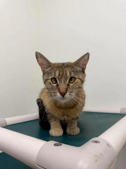 Enlarge Dr. Lawson, a Adoptable mixed breed in Aberdeen, SD image 2/2