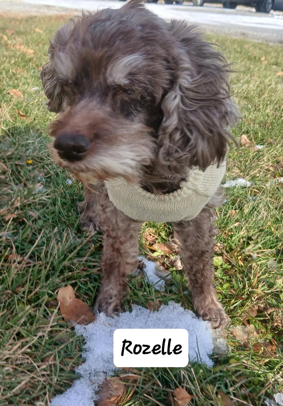 Rozelle, ADOPTABLE, Senior Female Cocker Spaniel.