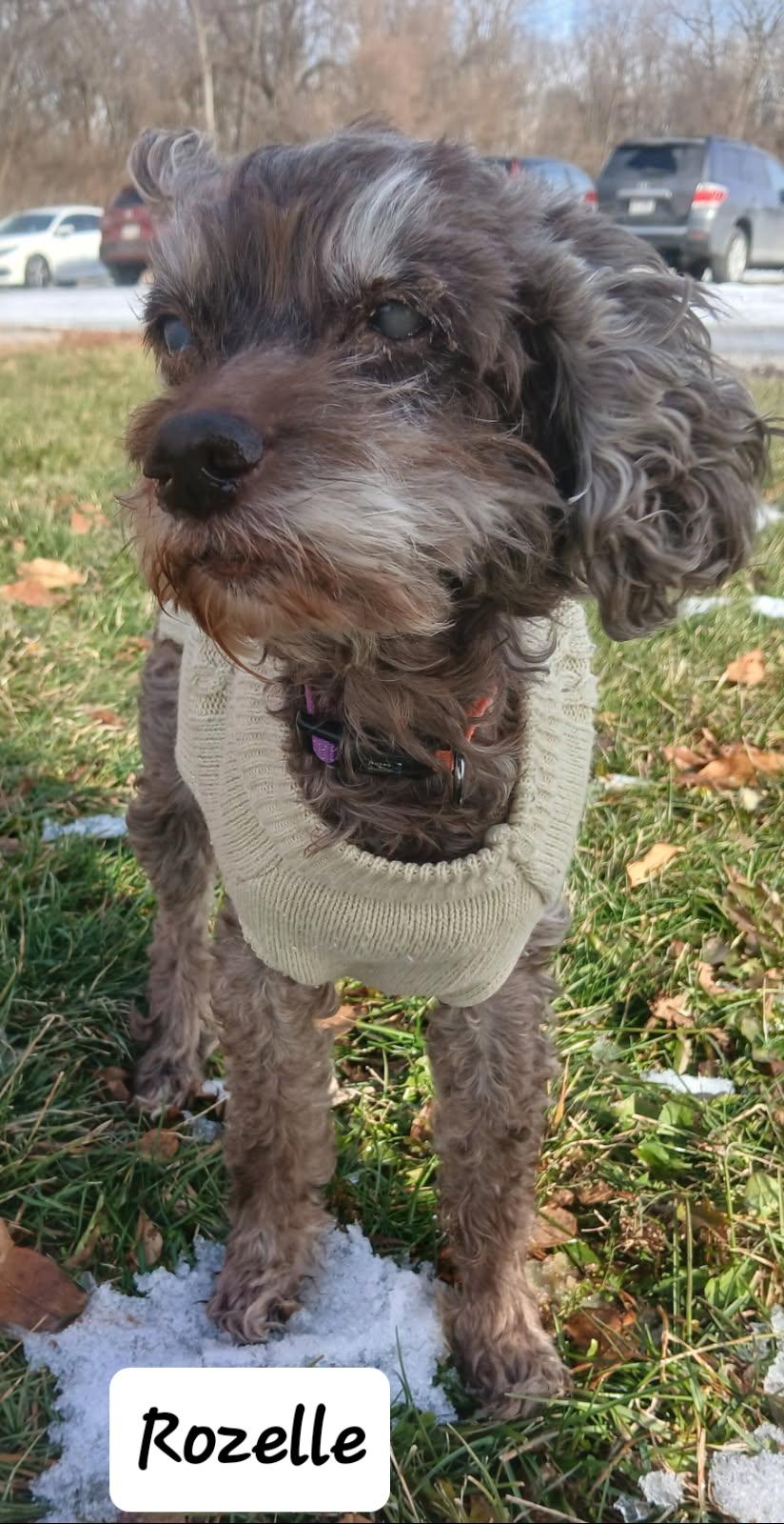 Rozelle, a ADOPTABLE Cocker Spaniel in Urbana, OH image 3/3