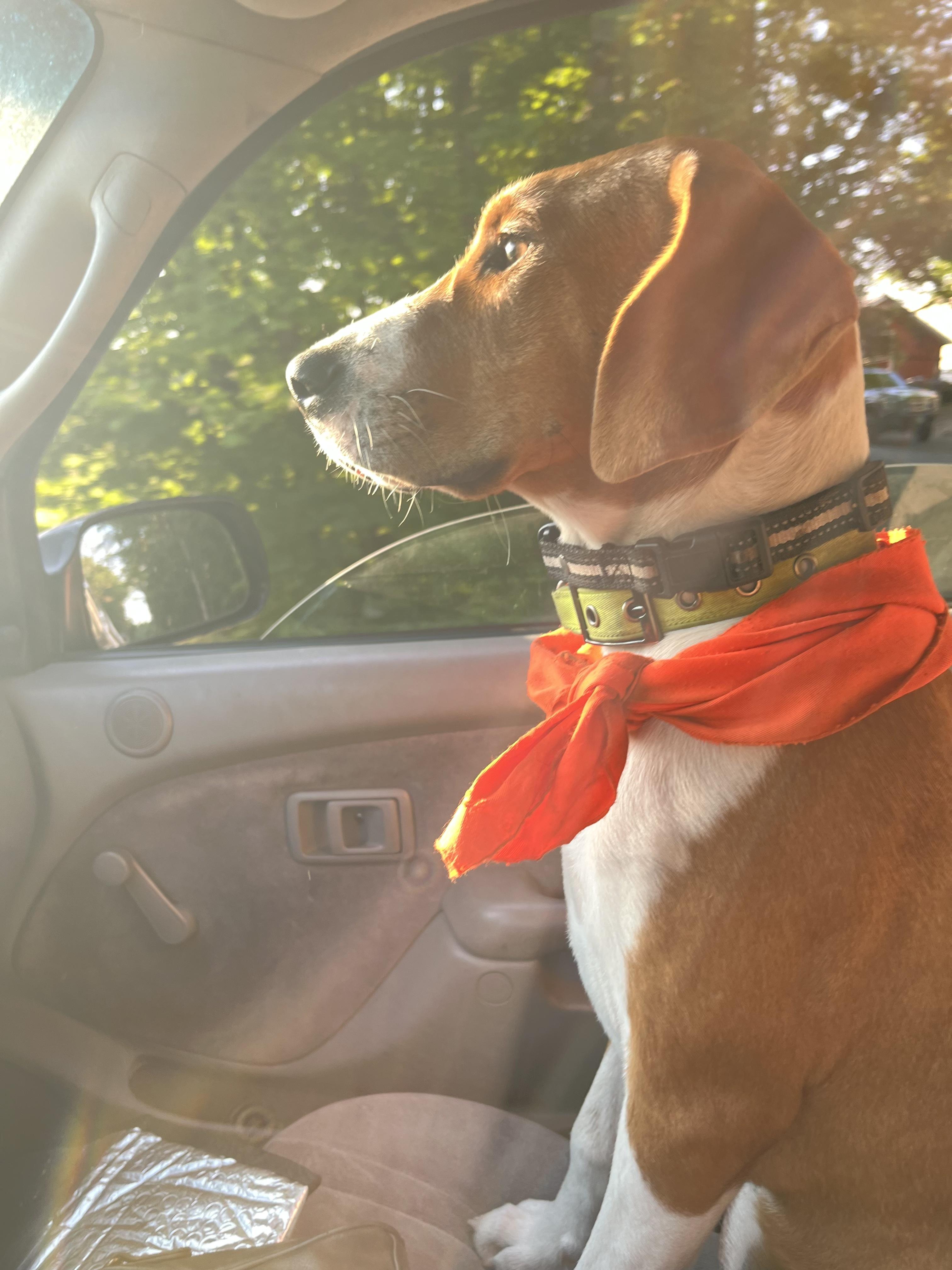 Enlarge Bailey, a Adoptable mixed breed in Glover, VT image 2/4