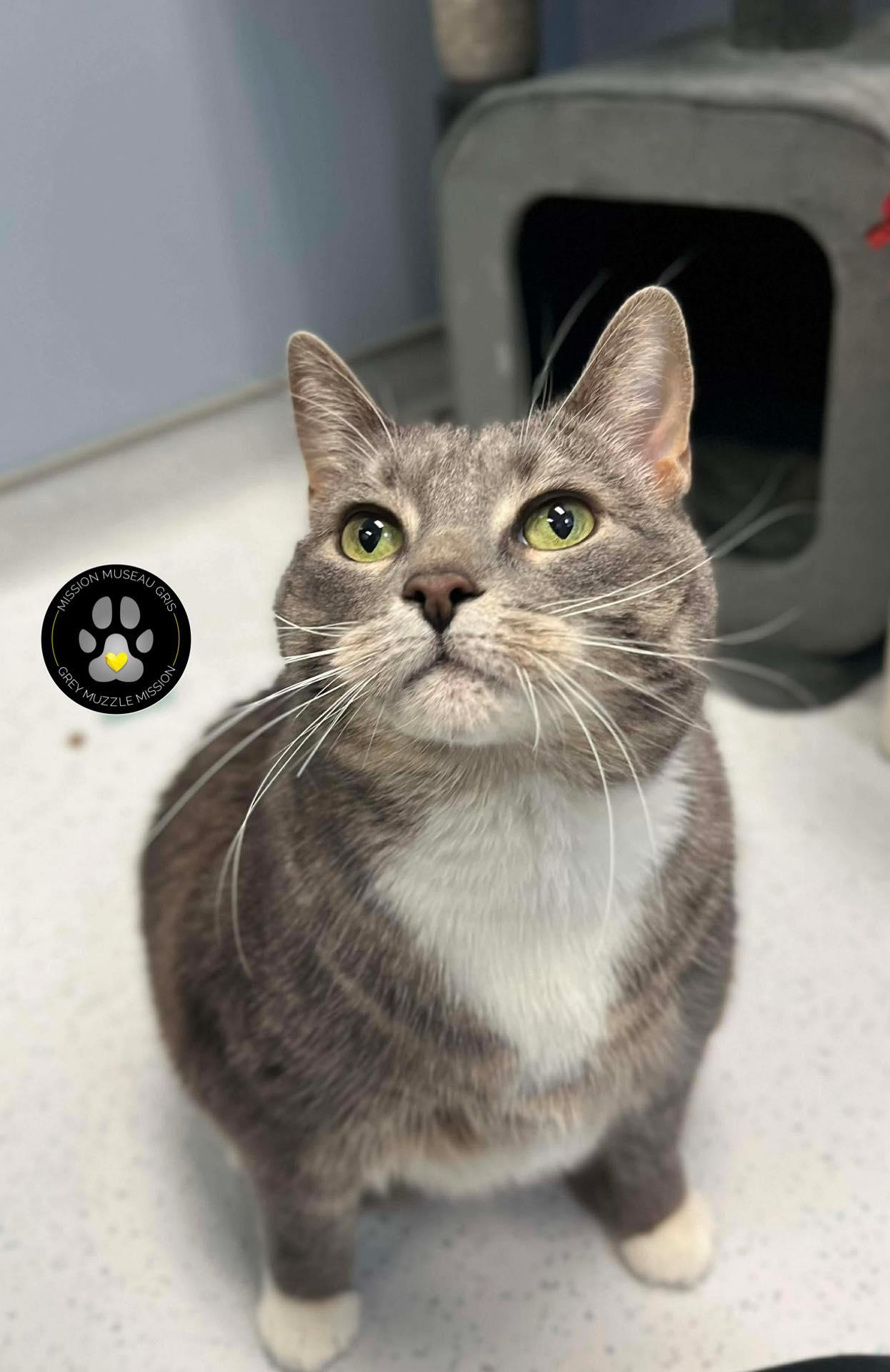 Mitaine — thumbnail 2