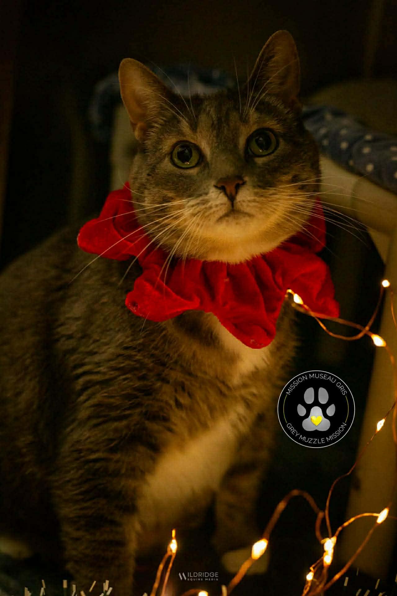 Mitaine — thumbnail 3