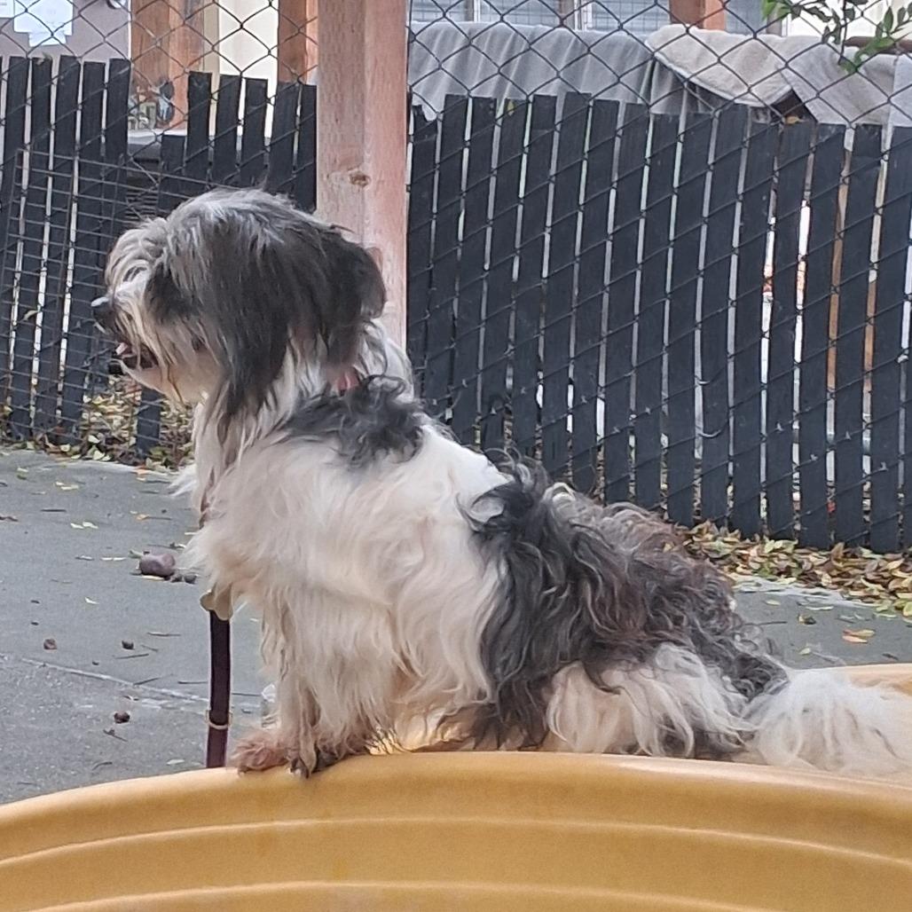 GILLIGAN, Adoptable, Adult Male Maltese & Poodle.