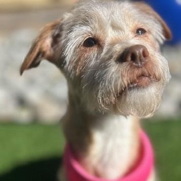 Enlarge NOVA, an adopted mixed breed in Dallas, TX image 1/1