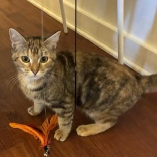 Delaney - Come meet me at The Kitten Around Cat Lounge, Adopted, Kitten Female Tabby & Calico.
