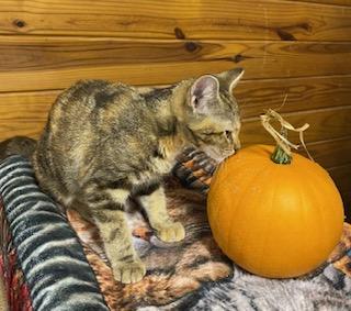 Enlarge Delaney - Come meet me at The Kitten Around Cat Lounge, a Adopted mixed breed in Southern Pines, NC image 3/3