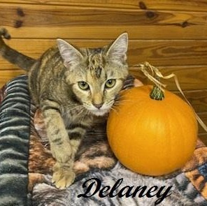 Enlarge Delaney - Come meet me at The Kitten Around Cat Lounge, a Adopted mixed breed in Southern Pines, NC image 2/3