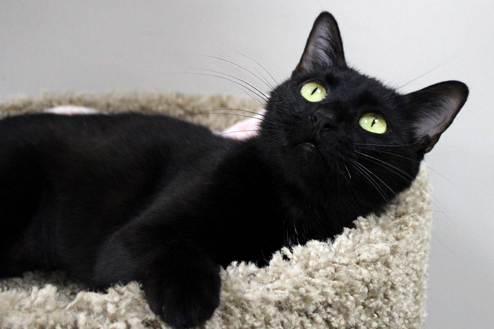 Momma Fudgsicle, a Adopted Domestic Short Hair in Buford, GA image 1/3