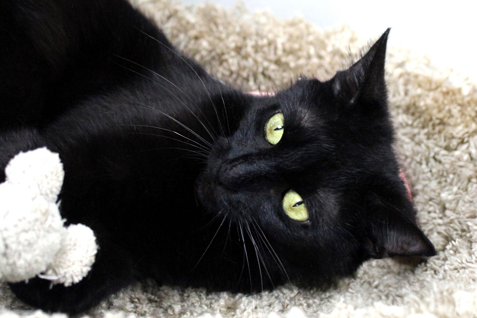 Momma Fudgsicle, a Adopted Domestic Short Hair in Buford, GA image 2/3