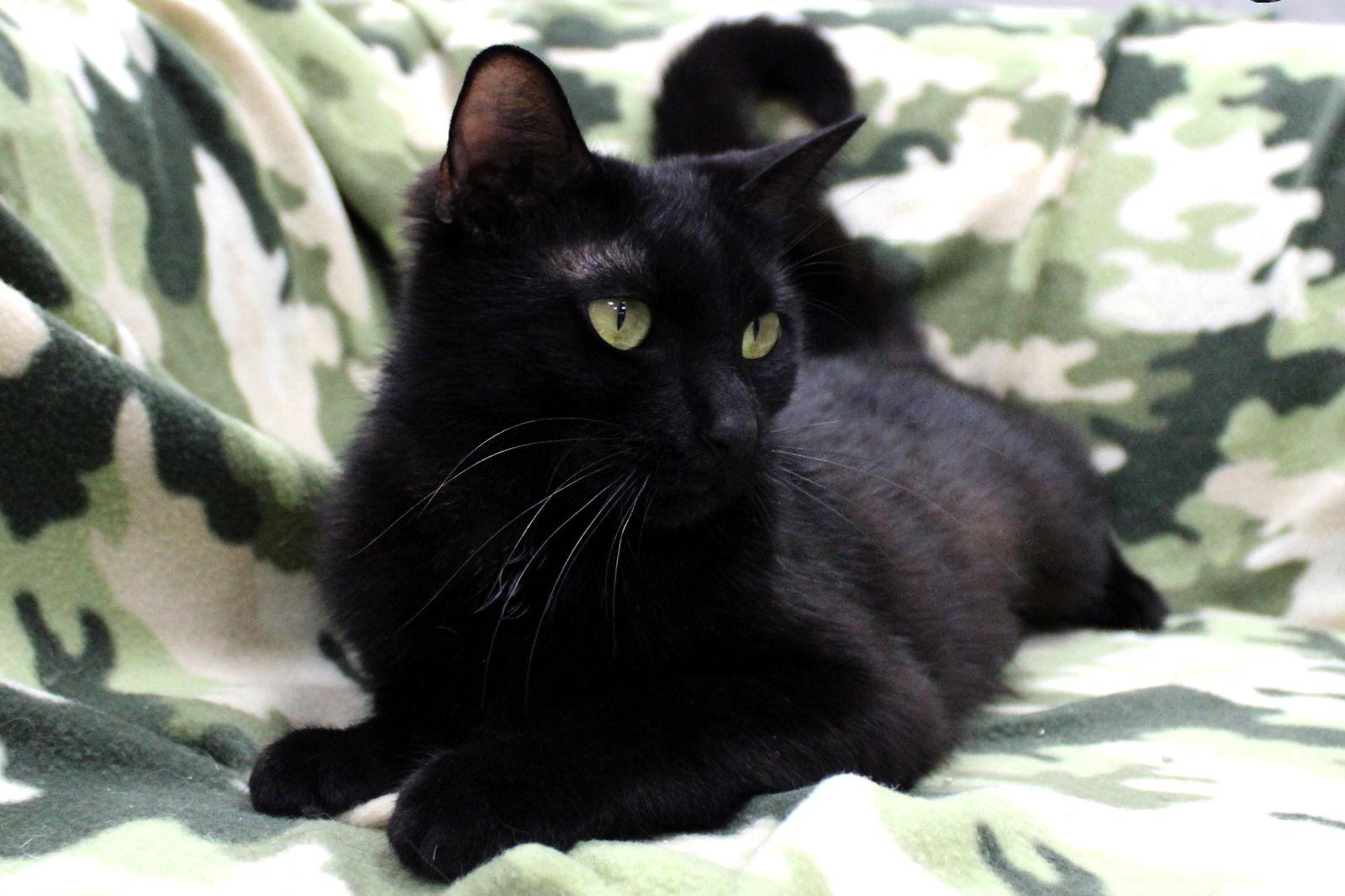 Momma Fudgsicle, a Adopted Domestic Short Hair in Buford, GA image 3/3