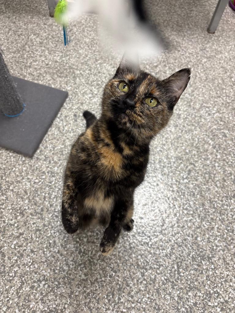 Enlarge Penny, a Adoptable mixed breed in Findlay, OH image 1/1