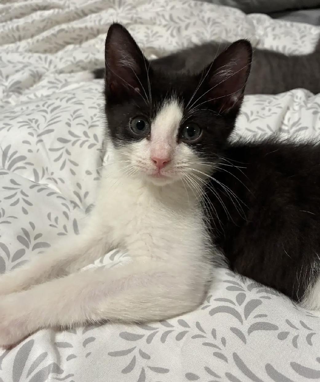 Enlarge Thomas Jefferson & John Hancock, an adopted Domestic Short Hair in Beltsville, MD image 5/6