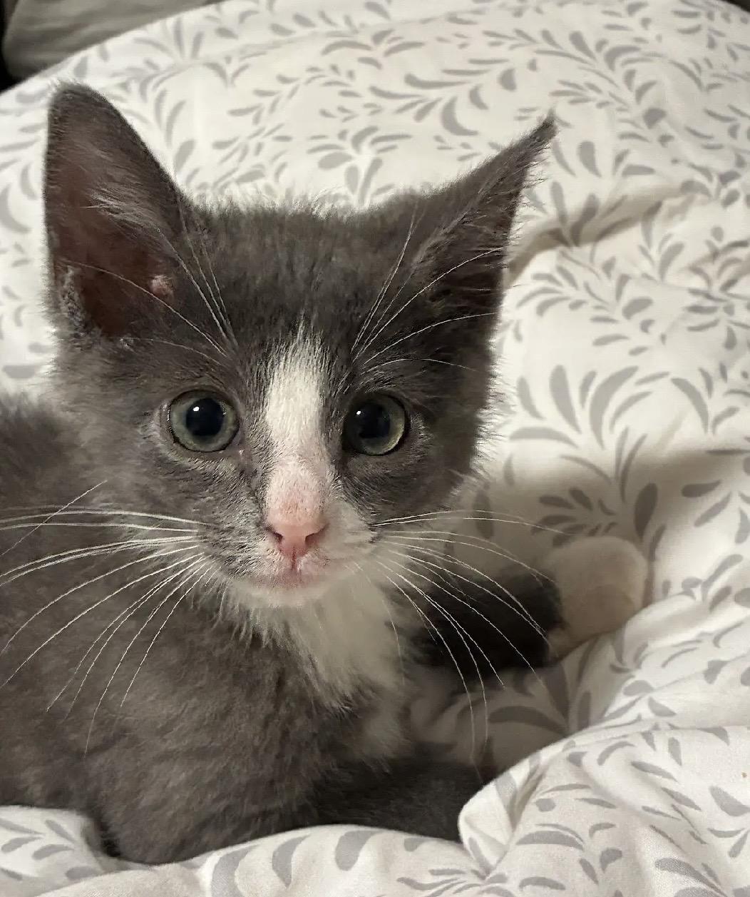 Enlarge Thomas Jefferson & John Hancock, an adopted Domestic Short Hair in Beltsville, MD image 4/6