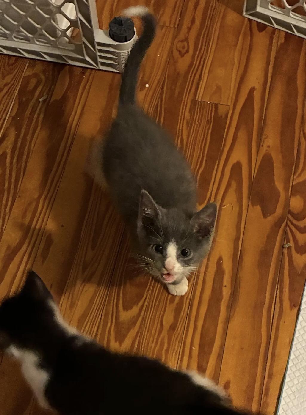 Enlarge Thomas Jefferson & John Hancock, an adopted Domestic Short Hair in Beltsville, MD image 6/6