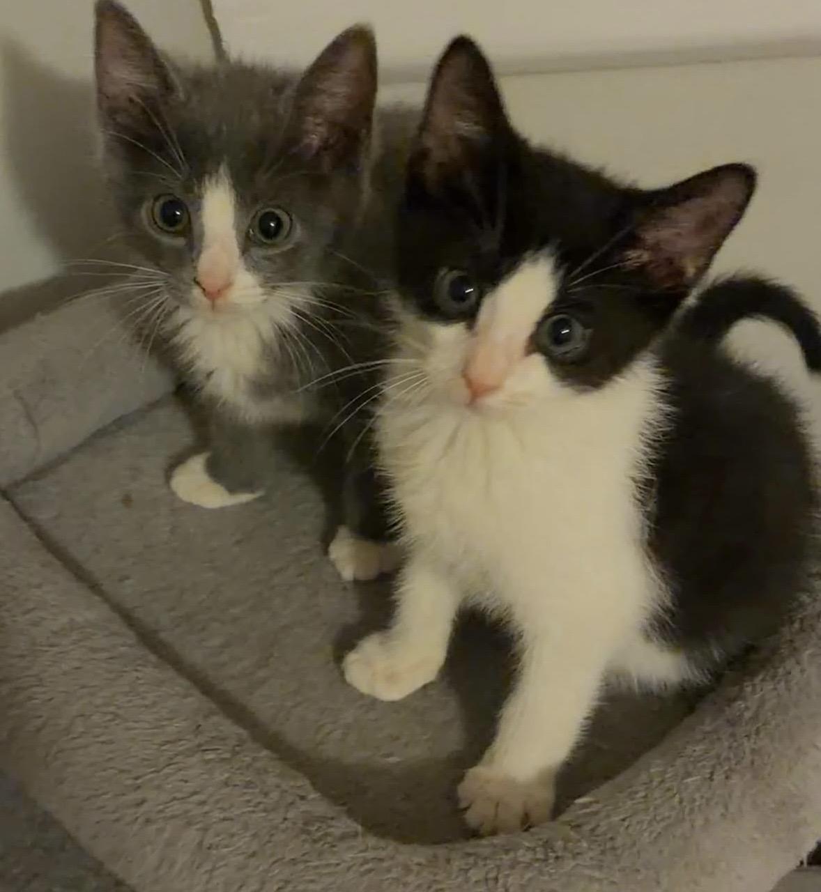 Enlarge Thomas Jefferson & John Hancock, an adopted Domestic Short Hair in Beltsville, MD image 2/6