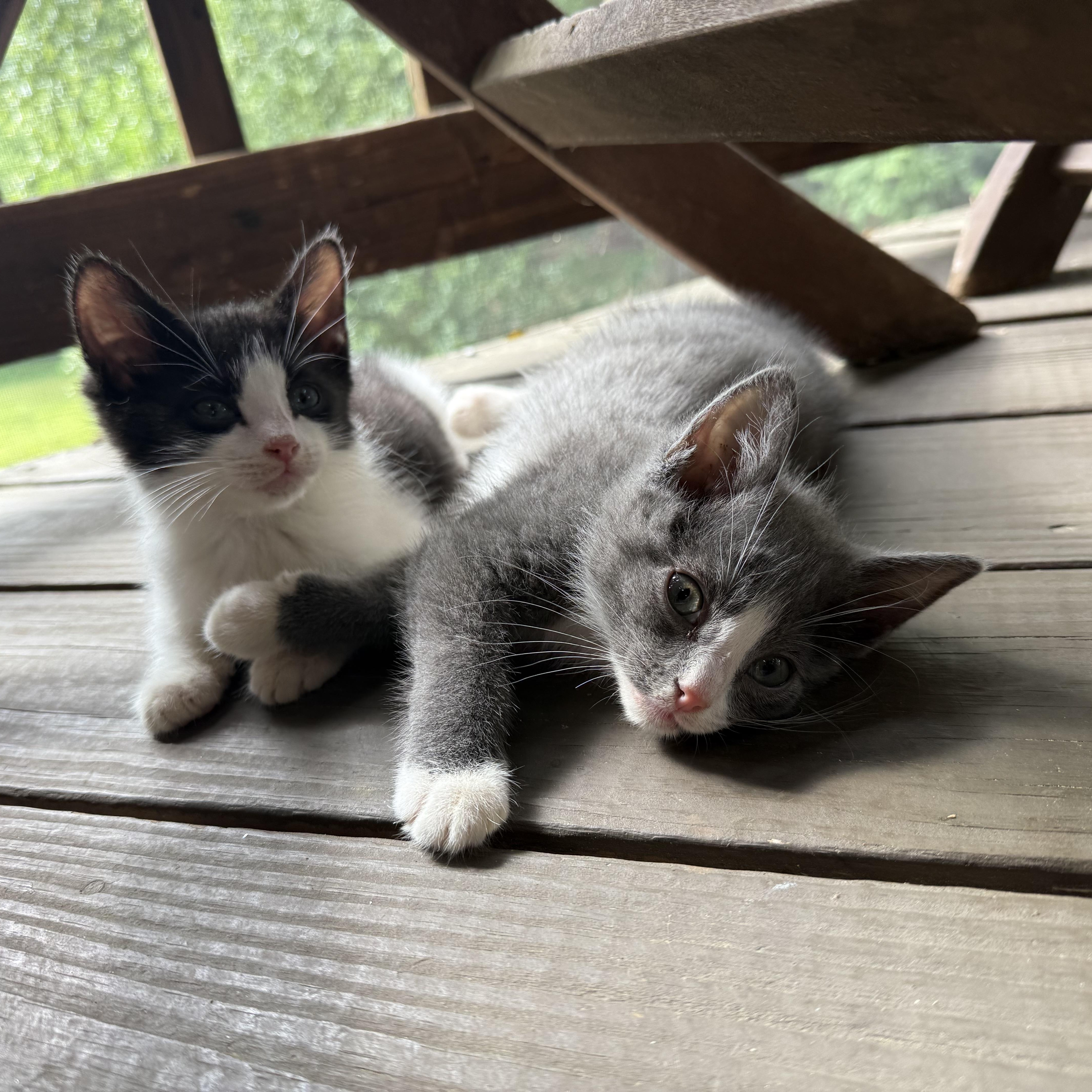 Thomas Jefferson & John Hancock, adopted, Kitten Male Domestic Short Hair.