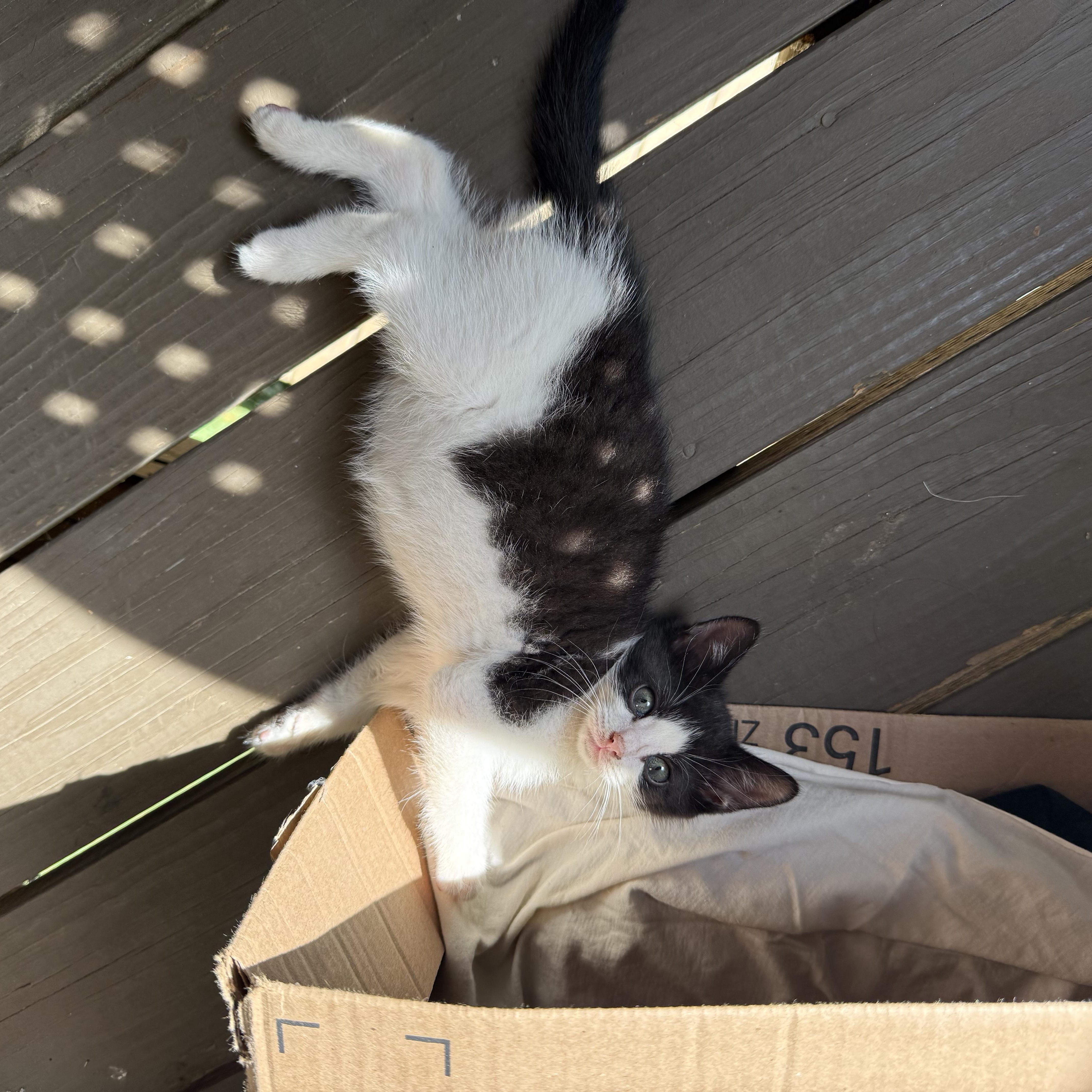 Enlarge Thomas Jefferson & John Hancock, an adopted Domestic Short Hair in Beltsville, MD image 3/6