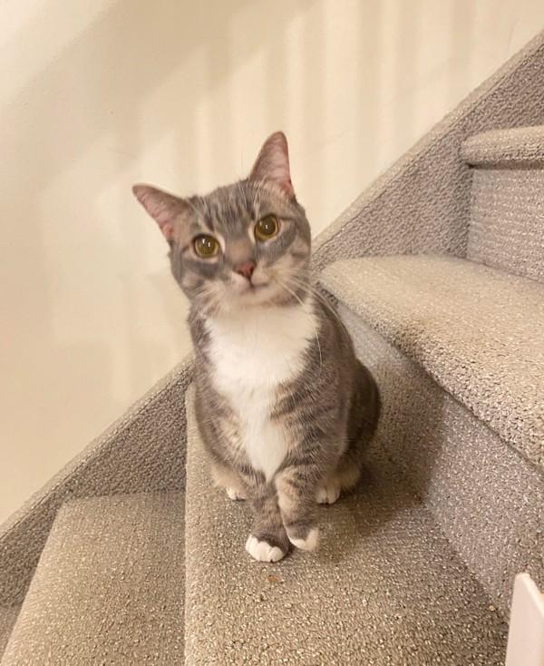 Pokey (bonded With Smokey - In Foster), Adoptable, Adult Female Domestic Short Hair.