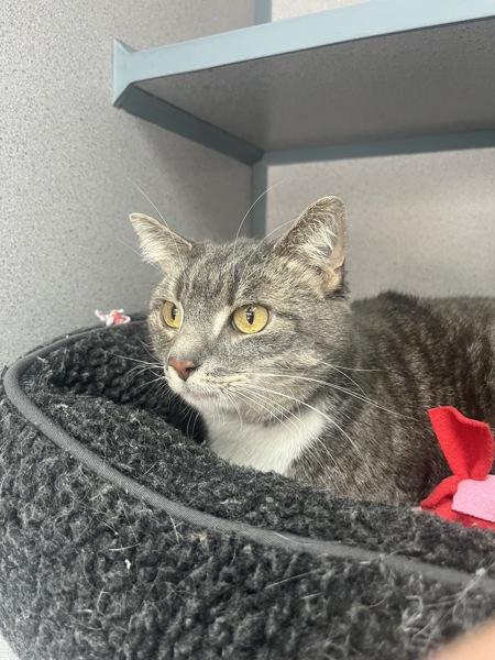 Enlarge Pokey (bonded With Smokey - In Foster), a Adoptable mixed breed in Skillman, NJ image 3/6