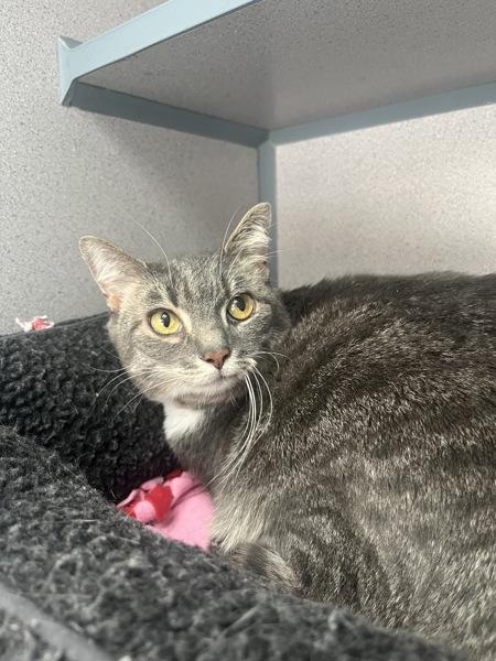 Enlarge Pokey (bonded With Smokey - In Foster), a Adoptable mixed breed in Skillman, NJ image 4/6