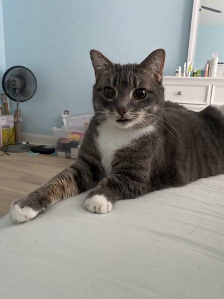 Enlarge Pokey (bonded With Smokey - In Foster), a Adoptable mixed breed in Skillman, NJ image 5/6