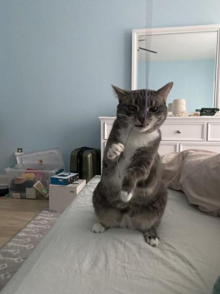 Enlarge Pokey (bonded With Smokey - In Foster), a Adoptable mixed breed in Skillman, NJ image 6/6