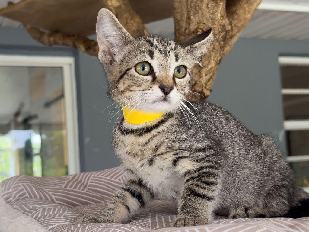 Espeon, a ADOPTABLE Domestic Short Hair in Myakka City, FL image 3/4