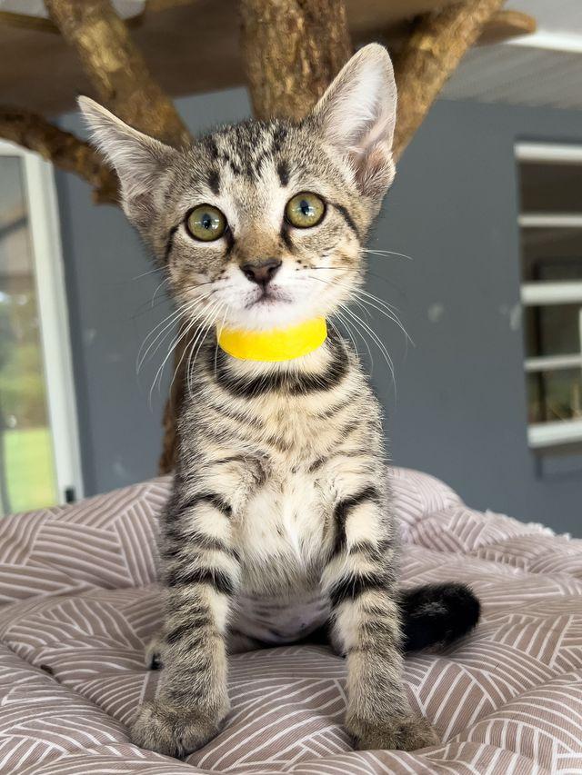 Espeon, ADOPTABLE, Kitten Female Domestic Short Hair.