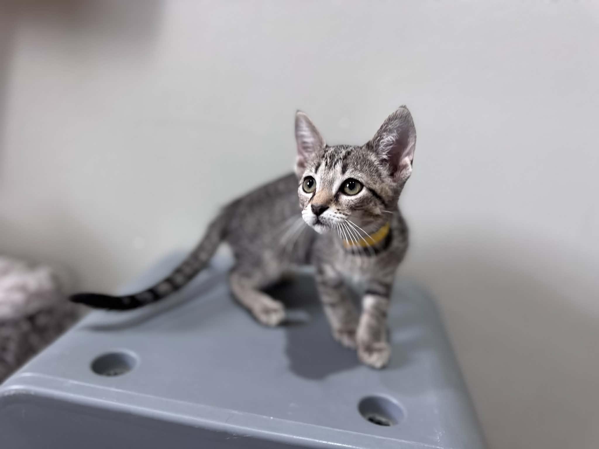 Espeon, a ADOPTABLE Domestic Short Hair in Myakka City, FL image 4/4