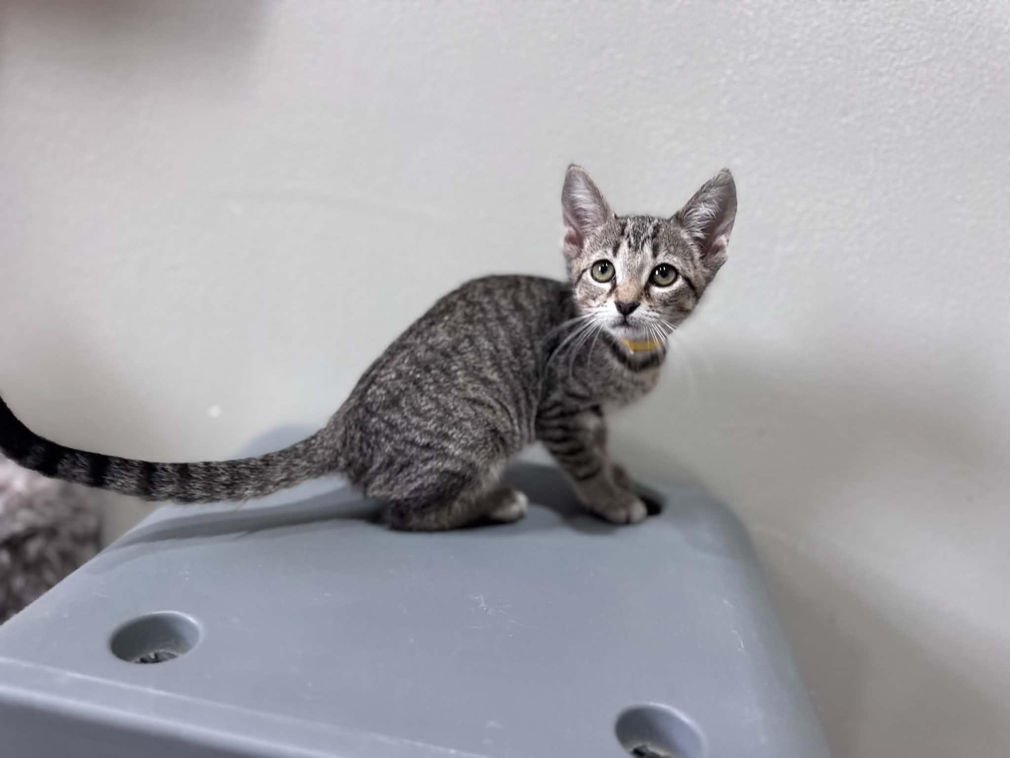 Espeon, a ADOPTABLE Domestic Short Hair in Myakka City, FL image 2/4