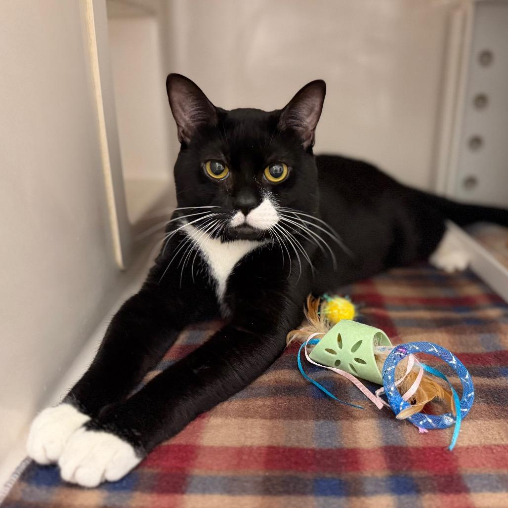 Jeff, Adoptable, Adult Male Domestic Short Hair.
