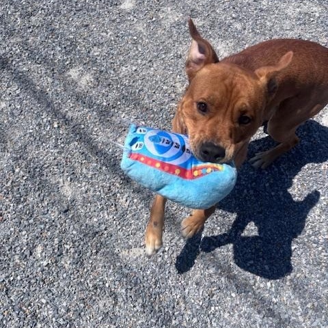 Enlarge Elmer, a ADOPTABLE mixed breed in Marion, NC image 4/4