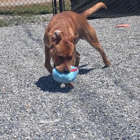 Enlarge Elmer, a ADOPTABLE mixed breed in Marion, NC image 2/4