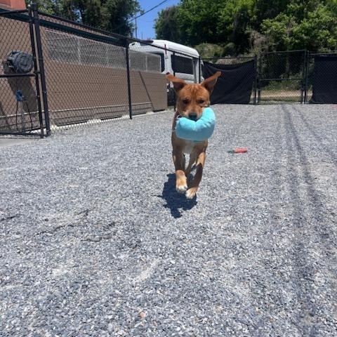 Enlarge Elmer, a ADOPTABLE mixed breed in Marion, NC image 3/4